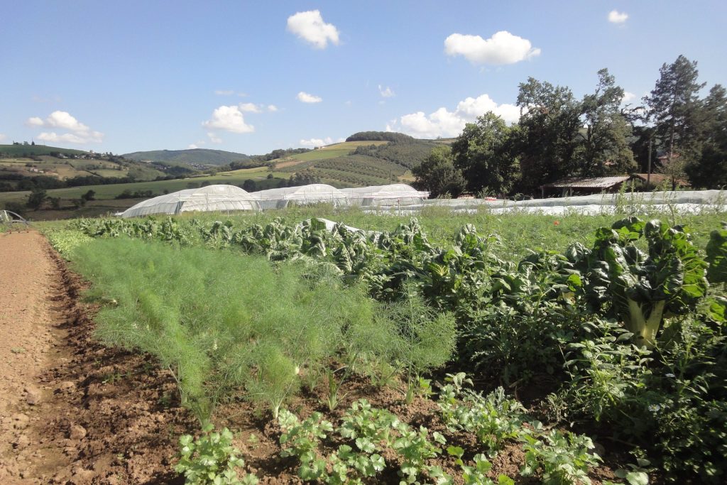 La Ferme du Petit Arbre - producteur local