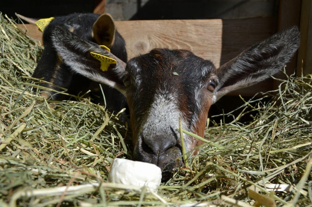 La Ferme du Marjon - producteur local