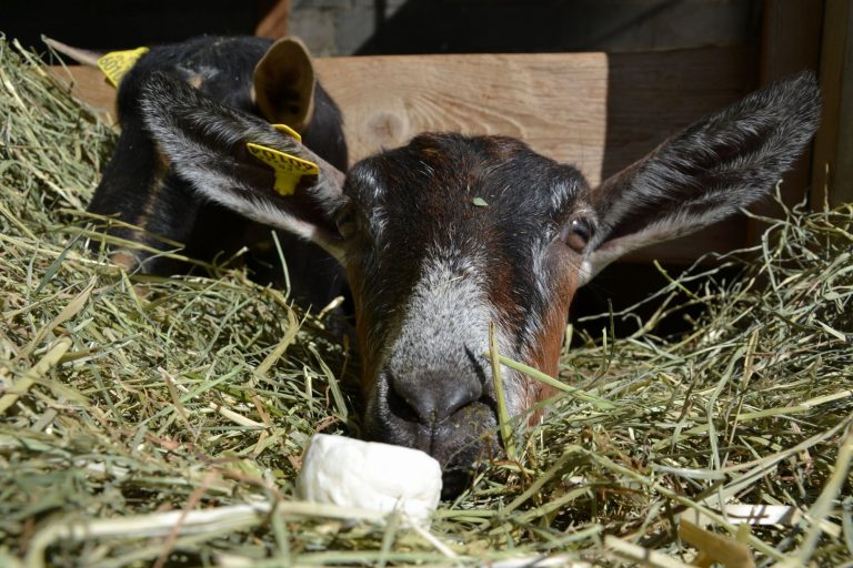La Ferme du Marjon - producteur local