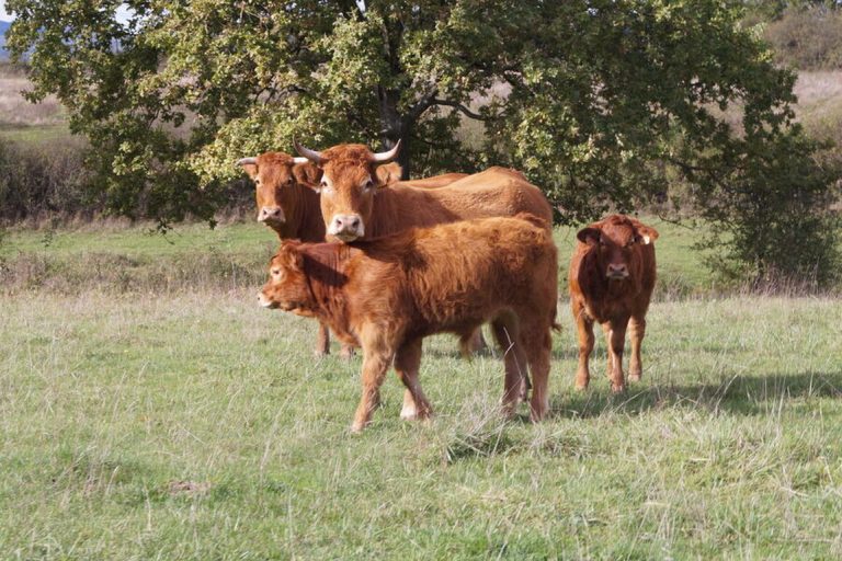 La Ferme du Milon - producteur local