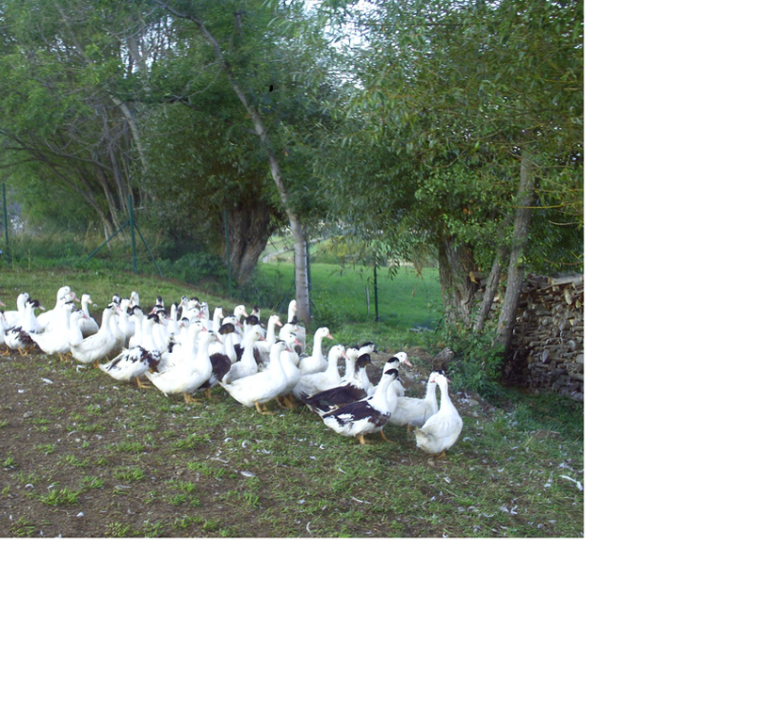 La Ferme de Rusille - producteur local