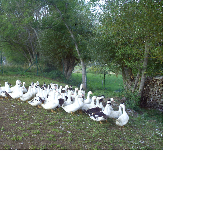 La Ferme de Rusille - producteur local