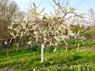 Affiche de l'événement Réaliser la taille de vos arbres fruitiers