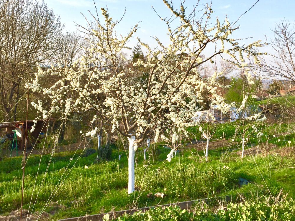 Affiche de l'événement Réaliser la taille de vos arbres fruitiers