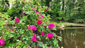 Affiche de l'événement Rendez-vous aux jardins – Jardin des Eaux
