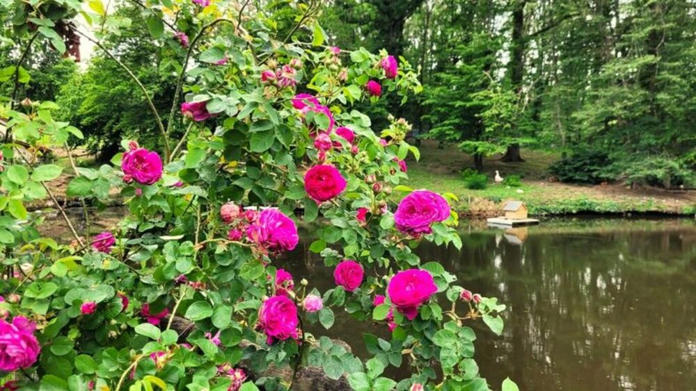 Affiche de l'événement Rendez-vous aux jardins – Jardin des Eaux