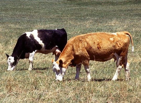 Bovins au pâturage - visuel représentatif pour EARL La Ferme de Lena