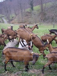 GAEC Ferme de la Milonière - producteur local