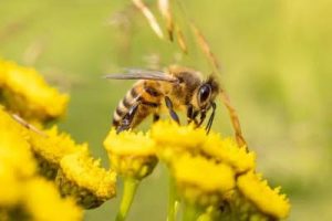 Affiche de l'événement Formation découverte de l'apiculture