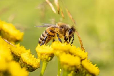 Affiche de l'événement Formation découverte de l'apiculture