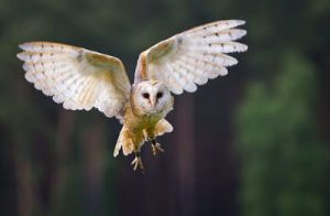Affiche de l'événement Une soirée avec les oiseaux