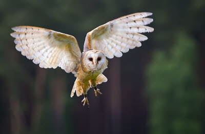Affiche de l'événement Une soirée avec les oiseaux