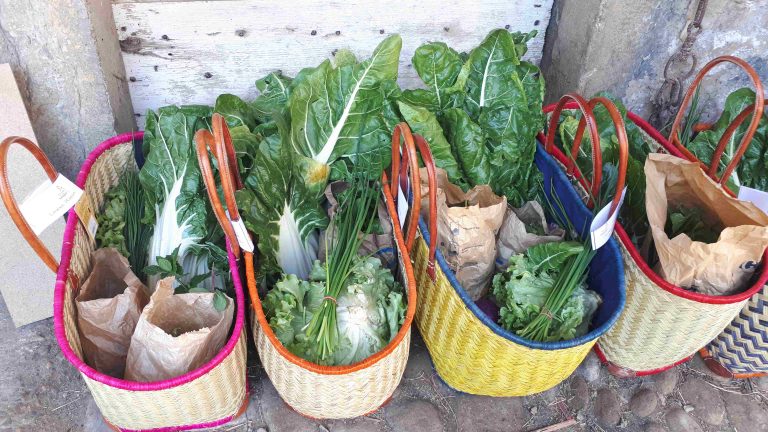 Terre de Milpa
