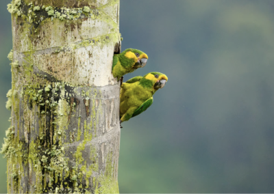 Affiche de l'événement Colombie, Gardiens des oiseaux